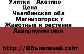 Улитки   Ахатино    › Цена ­ 20-00 - Челябинская обл., Магнитогорск г. Животные и растения » Аквариумистика   